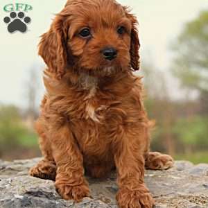 Chase, Cavapoo Puppy